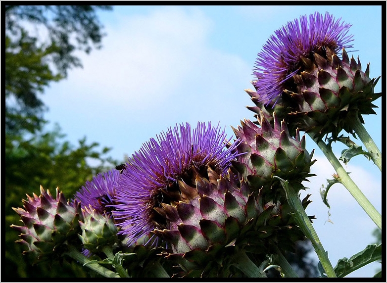 Wuppertal, Botanischer Garten 2006