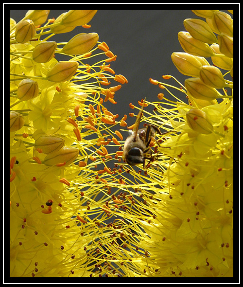 Schleswig, Landesgartenschau 2008