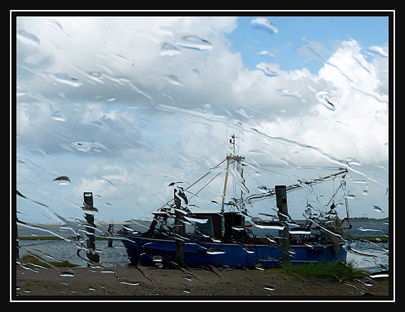 Tmlauer Koog, Schleswig-Holstein 2009