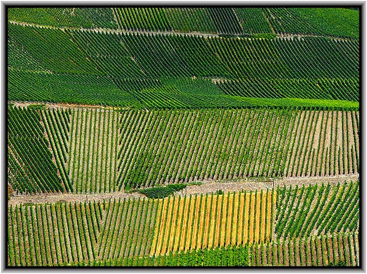 Weinberg an der Mosel, 2005