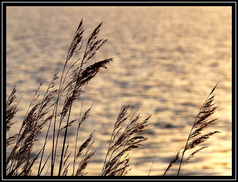 Schlei, Kopperby 2008