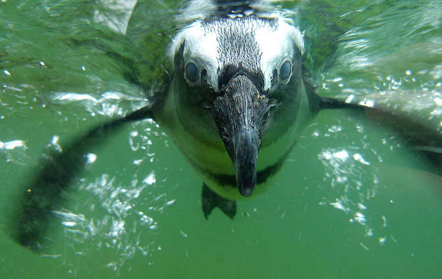 Brillenpinguin, Zoo Wuppertal, 2012