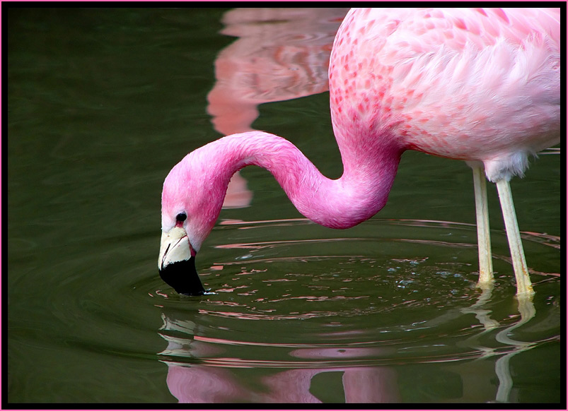 Wuppertal, Zoo 2008