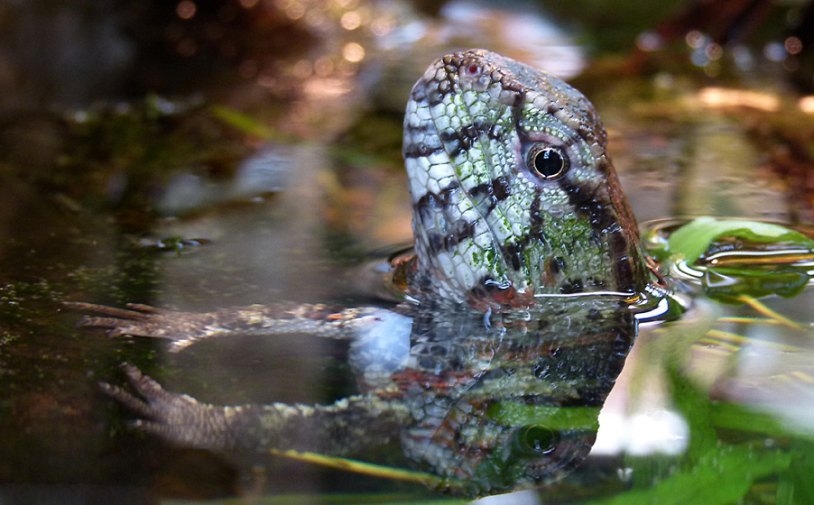 Krokodilhckerechse, Zoo Wuppertal 2013