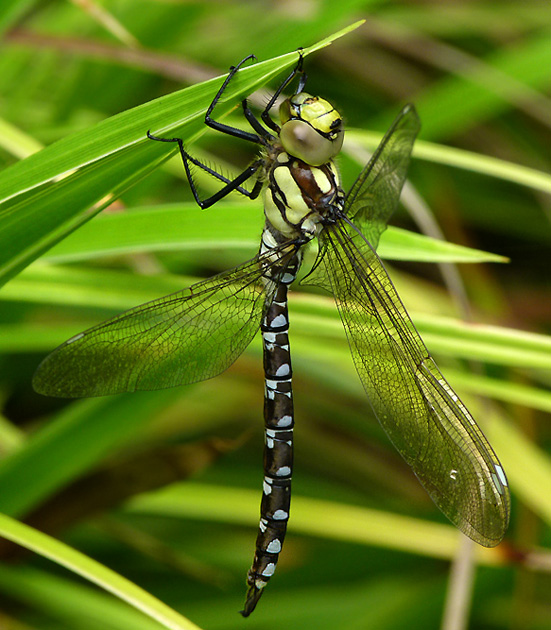 Libelle, Iserlohn 2012