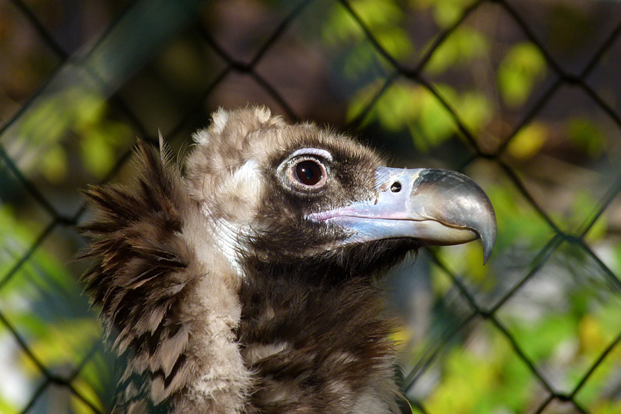 Mnchsgeier, Wuppertal, Zoo 2012