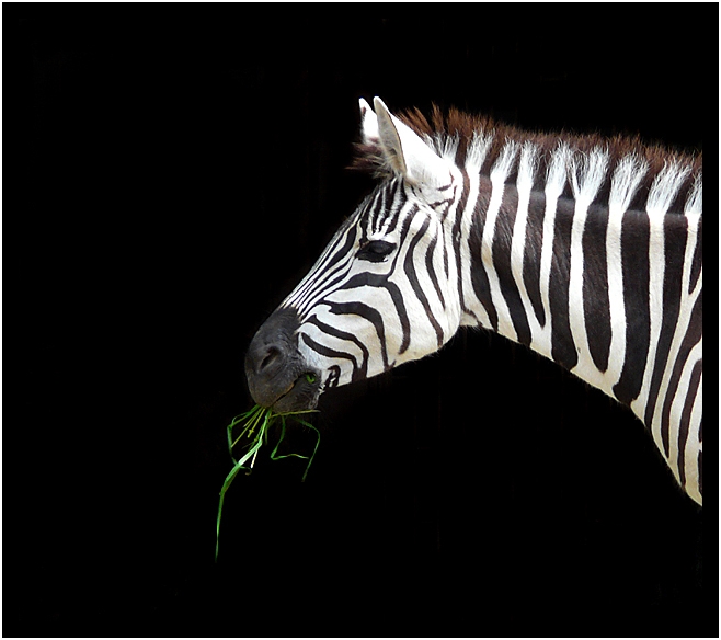 Wuppertal, Zoologischer Garten 2008